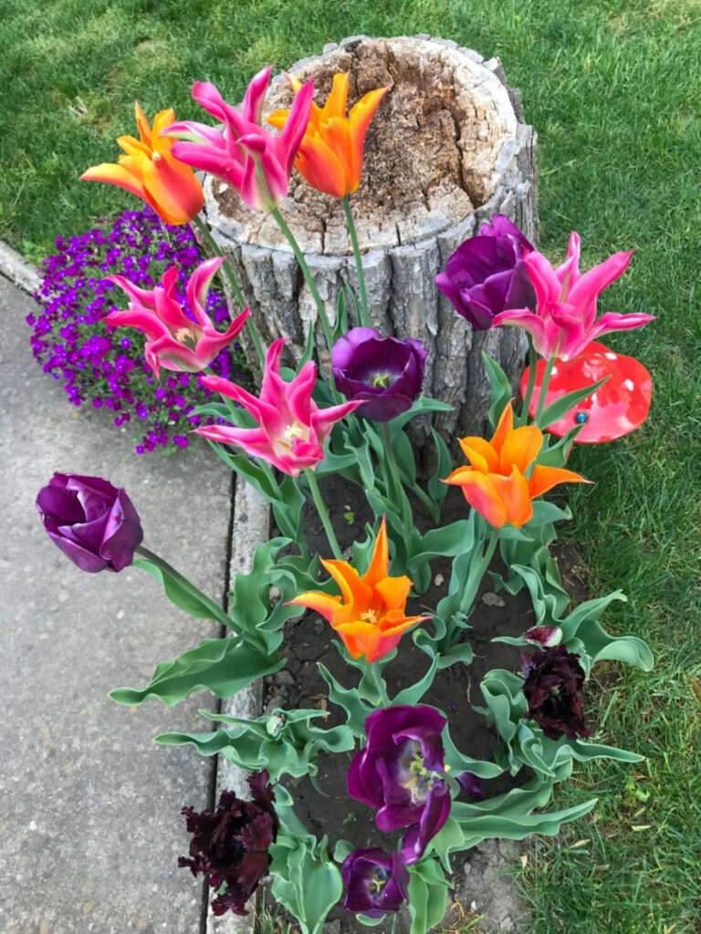 lilyhouse (17)